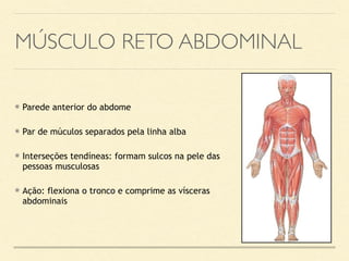 MÚSCULO RETO ABDOMINAL
⦿ Parede anterior do abdome
⦿ Par de múculos separados pela linha alba
⦿ Interseções tendíneas: formam sulcos na pele das
pessoas musculosas
⦿ Ação: flexiona o tronco e comprime as vísceras
abdominais
 