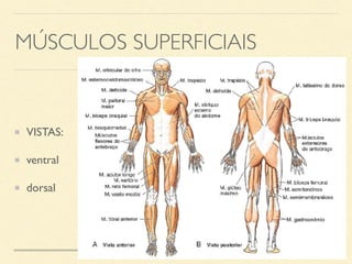 MÚSCULOS SUPERFICIAIS
VISTAS:
ventral
dorsal
 