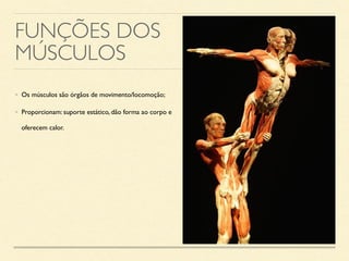 FUNÇÕES DOS
MÚSCULOS
• Os músculos são órgãos de movimento/locomoção;
• Proporcionam: suporte estático, dão forma ao corpo e
oferecem calor.
 