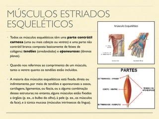 MÚSCULOS ESTRIADOS
ESQUELÉTICOS
• Todos os músculos esqueléticos têm uma parte contrátil
carnosa (uma ou mais cabeças ou ventres) e uma parte não
contrátil branca composta basicamente de feixes de
colágeno: tendões (arredondados) e aponeuroses (lâminas
planas).
• Quando nos referimos ao comprimento de um músculo,
tanto o ventre quanto os tendões estão incluídos.
• A maioria dos músculos esqueléticos está fixada, direta ou
indiretamente, por meio de tendões e aponeuroses a ossos,
cartilagens, ligamentos, ou fáscia, ou a alguma combinação
dessas estruturas; no entanto, alguns músculos estão fixados
a órgãos (p. ex., o bulbo do olho), à pele (p. ex., os músculos
da face), e à túnica mucosa (músculos intrínsecos da língua).
 