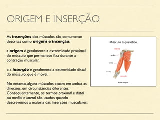 ORIGEM E INSERÇÃO
As inserções dos músculos são comumente
descritas como origem e inserção;
a origem é geralmente a extremidade proximal
do músculo que permanece fixa durante a
contração muscular,
e a inserção é geralmente a extremidade distal
do músculo, que é móvel.
No entanto, alguns músculos atuam em ambas as
direções, em circunstâncias diferentes.
Consequentemente, os termos proximal e distal
ou medial e lateral são usados quando
descrevemos a maioria das inserções musculares.
 