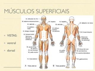 sistema muscular_prof douglas (1).pdf