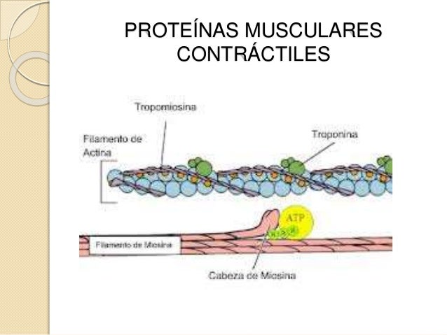 Sistema muscular