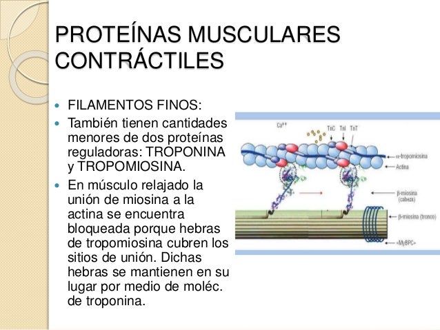 Sistema muscular