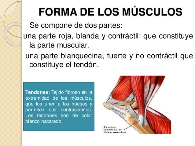 Sistema muscular Sistema muscular