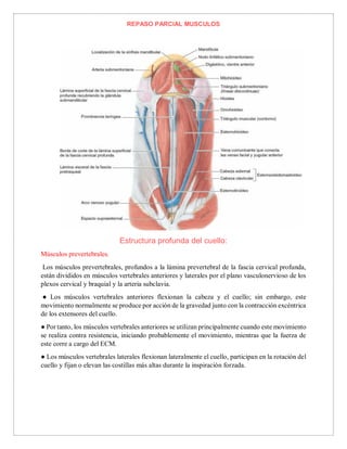 REPASO PARCIAL MUSCULOS
Estructura profunda del cuello:
Músculos prevertebrales.
Los músculos prevertebrales, profundos a la lámina prevertebral de la fascia cervical profunda,
están divididos en músculos vertebrales anteriores y laterales por el plano vasculonervioso de los
plexos cervical y braquial y la arteria subclavia.
● Los músculos vertebrales anteriores flexionan la cabeza y el cuello; sin embargo, este
movimiento normalmente se produce por acción de la gravedad junto con la contracción excéntrica
de los extensores del cuello.
● Por tanto, los músculos vertebrales anteriores se utilizan principalmente cuando este movimiento
se realiza contra resistencia, iniciando probablemente el movimiento, mientras que la fuerza de
este corre a cargo del ECM.
● Los músculos vertebrales laterales flexionan lateralmente el cuello, participan en la rotación del
cuello y fijan o elevan las costillas más altas durante la inspiración forzada.
 