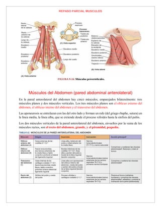 REPASO PARCIAL MUSCULOS
Músculos del Abdomen (pared abdominal anterolateral)
En la pared anterolateral del abdomen hay cinco músculos, emparejados bilateralmente: tres
músculos planos y dos músculos verticales. Los tres músculos planos son el oblicuo externo del
abdomen, el oblicuo interno del abdomen y el transverso del abdomen.
Las aponeurosis se entrelazan con las del otro lado y forman un rafe (del griego rhaphe, sutura) en
la línea media, la línea alba, que se extiende desde el proceso xifoides hasta la sínfisis del pubis.
Los dos músculos verticales de la pared anterolateral del abdomen, envueltos por la vaina de los
músculos rectos, son el recto del abdomen, grande, y el piramidal, pequeño.
 