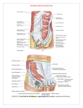 REPASO PARCIAL MUSCULOS
 