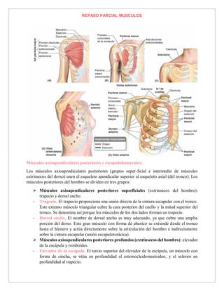 REPASO PARCIAL MUSCULOS
Músculos axioapendiculares posteriores y escapulohumerales:
Los músculos axioapendiculares posteriores (grupos super-ficial e intermedio de músculos
extrínsecos del dorso) unen el esqueleto apendicular superior al esqueleto axial (del tronco). Los
músculos posteriores del hombro se dividen en tres grupos:
 Músculos axioapendiculares posteriores superficiales (extrínsecos del hombro):
trapecio y dorsal ancho.
- Trapecio. El trapecio proporciona una unión directa de la cintura escapular con el tronco.
Este extenso músculo triangular cubre la cara posterior del cuello y la mitad superior del
tronco. Se denomina así porque los músculos de los dos lados forman un trapecio.
- Dorsal ancho. El nombre de dorsal ancho es muy adecuado, ya que cubre una amplia
porción del dorso. Este gran músculo con forma de abanico se extiende desde el tronco
hasta el húmero y actúa directamente sobre la articulación del hombro e indirectamente
sobre la cintura escapular (unión escapulotorácica).
 Músculos axioapendiculares posteriores profundos (extrínsecos del hombro): elevador
de la escápula y romboides.
- Elevador de la escápula. El tercio superior del elevador de la escápula, un músculo con
forma de cincha, se sitúa en profundidad al esternocleidomastoideo, y el inferior en
profundidad al trapecio.
 