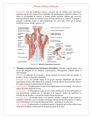 REPASO PARCIAL MUSCULOS
- Romboides. Los dos romboides (mayor y menor), que no siempre están claramente
separados uno de otro, tienen forma romboidea (de paralelogramo equilátero oblicuo). Se
sitúan en profundidad al trapecio y forman bandas paralelas amplias que discurren
inferolateralmente desde las vértebras hasta el borde medial de la escápula. El delgado y
aplanado romboides mayor es aproximadamente dos veces más ancho que el grueso
romboides menor, situado superior a él.
 Músculos escapulohumerales (intrínsecos del hombro): deltoides, redondo mayor y los
cuatro del manguito de los rotadores (supraespinoso, infraespinoso, redondo menor y
subescapular).
- Deltoides. El deltoides es un potente y grueso músculo de textura tosca que recubre el
hombro y forma su contorno redondeado.
- Redondo mayor. El redondo mayor es un grueso músculo redondeado que discurre
lateralmente al tercio inferolateral de la escápula. Su borde inferior forma el borde inferior
de la parte lateral de la pared posterior de la axila.
- Supraespinoso. El supraespinoso ocupa la fosa supraespinosa de la escápula. Una bolsa lo
separa del cuarto lateral de la fosa.
- Infraespinoso. El infraespinoso ocupa los tres cuartos mediales de la fosa infraespinosa y
está parcialmente cubierto por el deltoides y el trapecio. Aparte de estabilizar la
articulación del hombro, es un potente rotador lateral del húmero.
- Redondo menor. El redondo menor es un músculo estrecho y alargado al que oculta por
completo el deltoides y que no siempre se distingue claramente del infraespinoso. Colabora
con el infraespinoso en la rotación lateral del brazo y participa en su aducción.
- Subescapular. El subescapular es un músculo grueso y triangular que se sitúa sobre la cara
costal de la escápula y forma parte de la pared posterior de la axila.
 