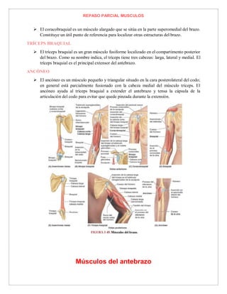 REPASO PARCIAL MUSCULOS
 El coracobraquial es un músculo alargado que se sitúa en la parte superomedial del brazo.
Constituye un útil punto de referencia para localizar otras estructuras del brazo.
TRÍCEPS BRAQUIAL
 El tríceps braquial es un gran músculo fusiforme localizado en el compartimento posterior
del brazo. Como su nombre indica, el tríceps tiene tres cabezas: larga, lateral y medial. El
tríceps braquial es el principal extensor del antebrazo.
ANCÓNEO
 El ancóneo es un músculo pequeño y triangular situado en la cara posterolateral del codo;
en general está parcialmente fusionado con la cabeza medial del músculo tríceps. El
ancóneo ayuda al tríceps braquial a extender el antebrazo y tensa la cápsula de la
articulación del codo para evitar que quede pinzada durante la extensión.
Músculos del antebrazo
 