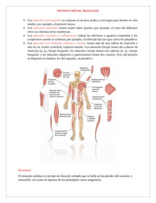 REPASO PARCIAL MUSCULOS
 Los músculos convergentes se originan en un área ancha y convergen para formar un solo
tendón; por ejemplo, el pectoral mayor.
 Los músculos cuadrados tienen cuatro lados iguales; por ejemplo, el recto del abdomen
entre sus intersecciones tendinosas.
 Los músculos circulares o esfinterianos rodean las aberturas u agujeros corporales y los
comprimen cuando se contraen; por ejemplo, el orbicular del ojo (que cierra los párpados).
 Los músculos con múltiples cabezas o vientres tienen más de una cabeza de inserción o
más de un vientre contráctil, respectivamente. Los músculos bíceps tienen dos cabezas de
inserción (p. ej., bíceps braquial), los músculos tríceps tienen tres cabezas (p. ej., tríceps
braquial), y los músculos digástrico y gastrocnemio tienen dos vientres. (Los del primero
se disponen en tándem; los del segundo, en paralelo.)
Resumen:
El músculo cardíaco es un tipo de músculo estriado que se halla en las paredes del corazón, o
miocardio, así como en algunos de los principales vasos sanguíneos.
 