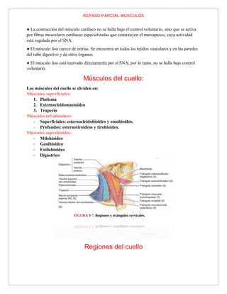 REPASO PARCIAL MUSCULOS
● La contracción del músculo cardíaco no se halla bajo el control voluntario, sino que se activa
por fibras musculares cardíacas especializadas que constituyen el marcapasos, cuya actividad
está regulada por el SNA.
● El músculo liso carece de estrías. Se encuentra en todos los tejidos vasculares y en las paredes
del tubo digestivo y de otros órganos.
● El músculo liso está inervado directamente por el SNA; por lo tanto, no se halla bajo control
voluntario.
Músculos del cuello:
Los músculos del cuello se dividen en:
Músculos superficiales:
1. Platisma
2. Esternocleidomastoideo
3. Trapecio
Músculos infrahioideos:
- Superficiales: esternocleidohioideo y omohioideo.
- Profundos: esternotiroideos y tirohioideo.
Músculos suprahioides:
- Milohioideo
- Genihioideo
- Estilohioideo
- Digástrico
Regiones del cuello
 
