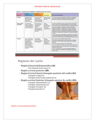REPASO PARCIAL MUSCULOS
Región esternocleidomastoidea:
 