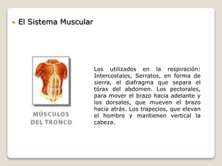  El Sistema Muscular
Los utilizados en la respiración:
Intercostales, Serratos, en forma de
sierra, el diafragma que separa el
tórax del abdomen. Los pectorales,
para mover el brazo hacia adelante y
los dorsales, que mueven el brazo
hacia atrás. Los trapecios, que elevan
el hombro y mantienen vertical la
cabeza.
 
