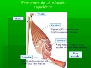 Estructura de un músculo
               esquelético
                      Tendón

Hueso


                                ...