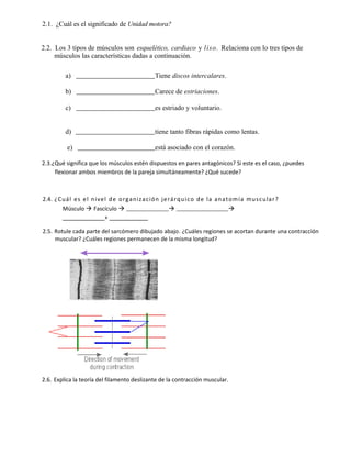 2.1. ¿Cuál es el significado de Unidad motora?


2.2. Los 3 tipos de músculos son esquelético, cardiaco y liso. Relaciona con lo tres tipos de
     músculos las características dadas a continuación.

           a)                                            Tiene discos intercalares.

           b)                                            Carece de estriaciones.

           c)                                            es estriado y voluntario.


           d)                                            tiene tanto fibras rápidas como lentas.

            e)                                           está asociado con el corazón.

2.3.¿Qué significa que los músculos estén dispuestos en pares antagónicos? Si este es el caso, ¿puedes
     flexionar ambos miembros de la pareja simultáneamente? ¿Qué sucede?



2.4. ¿ C u á l e s e l n i v e l d e o r g a n i z a c i ó n j e r á r q u i c o d e l a a n a t o m í a m u s c u la r ?
         Músculo  Fascículo                              
                                                                                          
                               +

2.5. Rotule cada parte del sarcómero dibujado abajo. ¿Cuáles regiones se acortan durante una contracción
     muscular? ¿Cuáles regiones permanecen de la misma longitud?




2.6. Explica la teoría del filamento deslizante de la contracción muscular.
 
