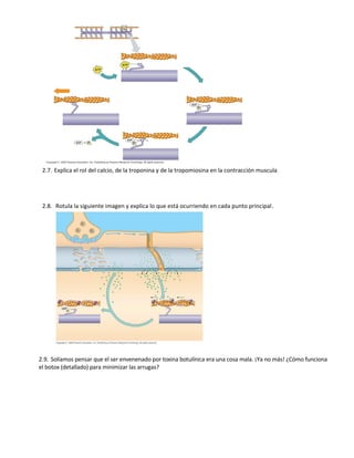 2.7. Explica el rol del calcio, de la troponina y de la tropomiosina en la contracción muscula




 2.8. Rotula la siguiente imagen y explica lo que está ocurriendo en cada punto principal.




2.9. Solíamos pensar que el ser envenenado por toxina botulínica era una cosa mala. ¡Ya no más! ¿Cómo funciona
el botox (detallado) para minimizar las arrugas?
 
