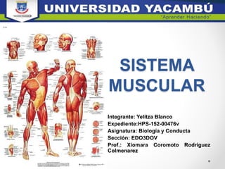 SISTEMA
MUSCULAR
Integrante: Yelitza Blanco
Expediente:HPS-152-00476v
Asignatura: Biología y Conducta
Sección: EDO3DOV
Prof.: Xiomara Coromoto Rodríguez
Colmenarez
 