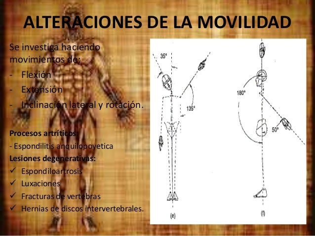 Sistema musculo esquelético