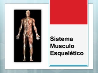 Sistema
Musculo
Esquelético
 