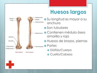 Huesos largos
 Su longitud es mayor a su
anchura
 Son tubulares
 Contienen médula ósea
amarilla y roja
 Huesos de brazos, piernas
 Partes
 Diáfisis/Cuerpo
 Cuello/Cabeza
 
