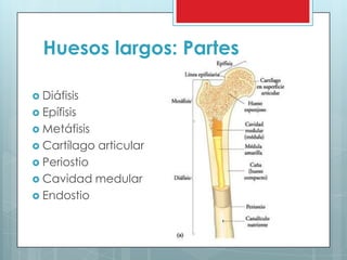 Huesos largos: Partes
 Diáfisis
 Epífisis
 Metáfisis
 Cartílago articular
 Periostio
 Cavidad medular
 Endostio
 