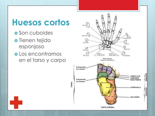Huesos cortos
 Son cuboides
 Tienen tejido
esponjoso
 Los encontramos
en el tarso y carpo
 