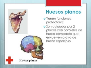 Huesos planos
 Tienen funciones
protectoras
 Son delgados por 2
placas casi paralelas de
hueso compacto que
envuelven a otra de
hueso esponjoso
 