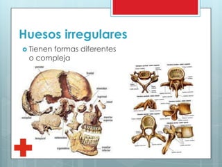 Huesos irregulares
 Tienen formas diferentes
o compleja
 