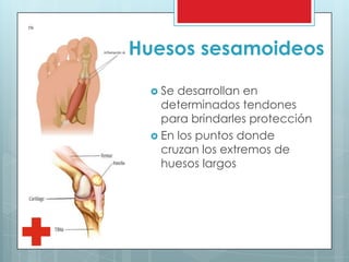 Huesos sesamoideos
 Se desarrollan en
determinados tendones
para brindarles protección
 En los puntos donde
cruzan los extremos de
huesos largos
 