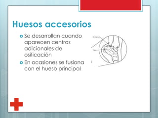 Huesos accesorios
 Se desarrollan cuando
aparecen centros
adicionales de
osificación
 En ocasiones se fusiona
con el hueso principal
 