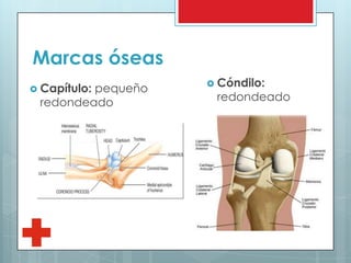Marcas óseas
 Capítulo: pequeño
redondeado
 Cóndilo:
redondeado
 