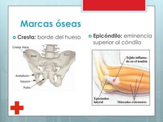 Marcas óseas
 Cresta: borde del hueso  Epicóndilo: eminencia
superior al cóndilo
 