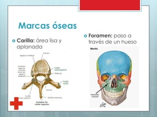 Marcas óseas
 Carilla: área lisa y
aplanada
 Foramen: paso a
través de un hueso
 
