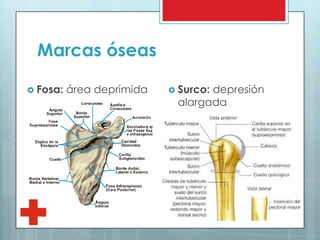 Marcas óseas
 Fosa: área deprimida  Surco: depresión
alargada
 