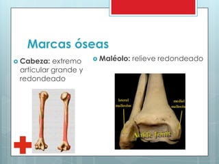 Marcas óseas
 Cabeza: extremo
articular grande y
redondeado
 Maléolo: relieve redondeado
 