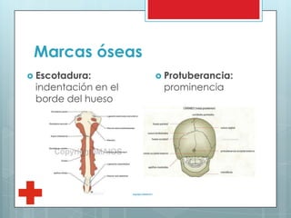 Marcas óseas
 Escotadura:
indentación en el
borde del hueso
 Protuberancia:
prominencia
 