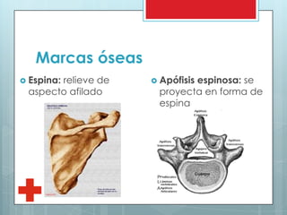 Marcas óseas
 Espina: relieve de
aspecto afilado
 Apófisis espinosa: se
proyecta en forma de
espina
 