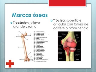 Marcas óseas
 Trocánter: relieve
grande y romo
 Tróclea: superficie
articular con forma de
carrete o prominencia
 