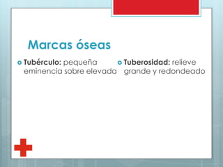 Marcas óseas
 Tubérculo: pequeña
eminencia sobre elevada
 Tuberosidad: relieve
grande y redondeado
 