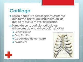 Cartílago
 Tejido conectivo semirrígido y resistente
que forma partes del esqueleto en las
que se requiere mayor flexibilidad
 También en superficies articulares
articulares de una articulación sinovial
 Superficie lisa
 Baja fricción
 Capacidad de deslizarse
 Avascular
 