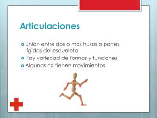 Articulaciones
 Unión entre dos o más husos o partes
rígidas del esqueleto
 Hay variedad de formas y funciones
 Algunas no tienen movimientos
 