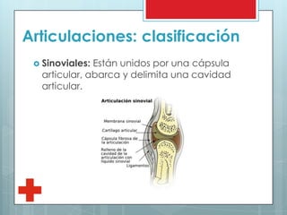 Articulaciones: clasificación
 Sinoviales: Están unidos por una cápsula
articular, abarca y delimita una cavidad
articular.
 