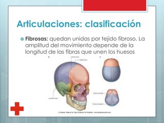 Articulaciones: clasificación
 Fibrosas: quedan unidas por tejido fibroso. La
amplitud del movimiento depende de la
longitud de las fibras que unen los huesos
 