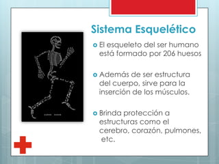 Sistema Esquelético
 El esqueleto del ser humano
está formado por 206 huesos
 Además de ser estructura
del cuerpo, sirve para la
inserción de los músculos.
 Brinda protección a
estructuras como el
cerebro, corazón, pulmones,
etc.
 