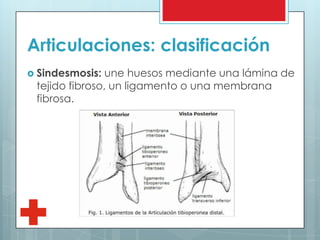 Articulaciones: clasificación
 Sindesmosis: une huesos mediante una lámina de
tejido fibroso, un ligamento o una membrana
fibrosa.
 
