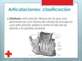 Articulaciones: clasificación
 Gónfosis: articulación fibrosa en la que una
prominencia con forma de clavija se encaja en
una articulación esférica entre la raíz de los
diente y la apófisis alveolar
 