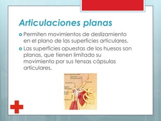 Articulaciones planas
 Permiten movimientos de deslizamiento
en el plano de las superficies articulares.
 Las superficies opuestas de los huesos son
planas, que tienen limitado su
movimiento por sus tensas cápsulas
articulares.
 