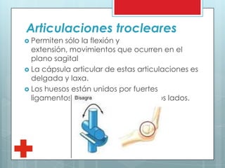 Articulaciones trocleares
 Permiten sólo la flexión y
extensión, movimientos que ocurren en el
plano sagital
 La cápsula articular de estas articulaciones es
delgada y laxa.
 Los huesos están unidos por fuertes
ligamentos colaterales, situados a los lados.
 